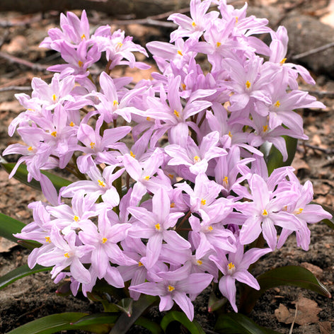 Chionodoxa Lucilea Rose Queen (Snöstjärna)