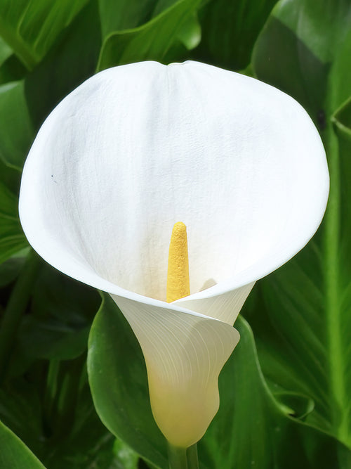Klassisk stor vit kalla (Aethiopica)