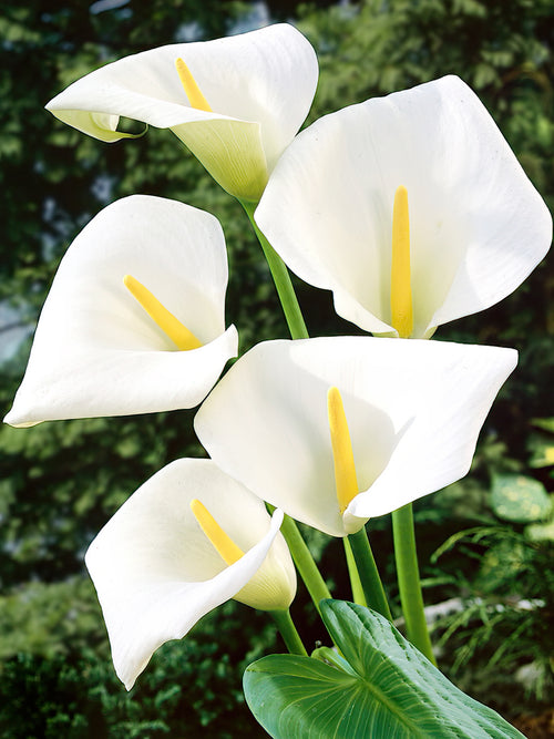 Klassisk stor vit kalla (Aethiopica)