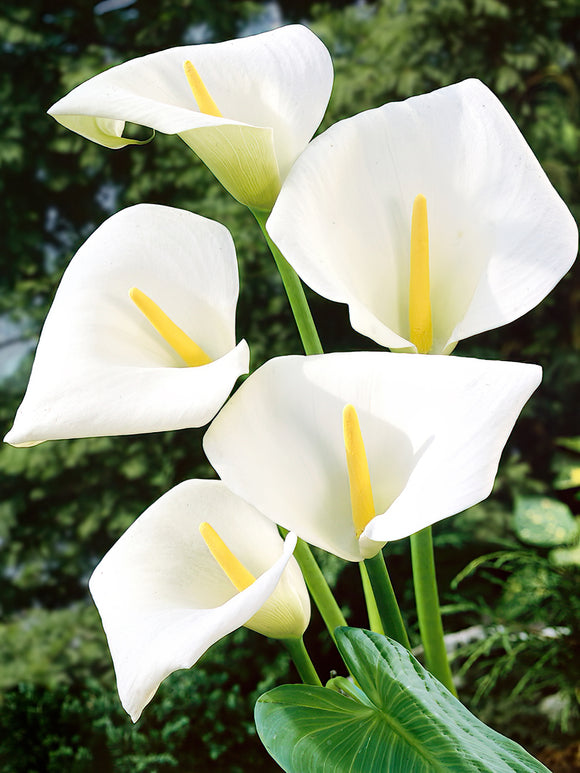Klassisk stor vit kalla (Aethiopica)