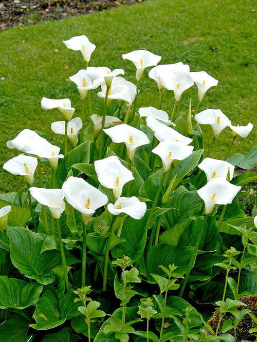 Klassisk stor vit kalla (Aethiopica)