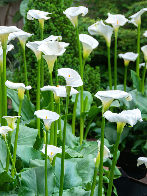 Klassisk stor vit kalla (Aethiopica)