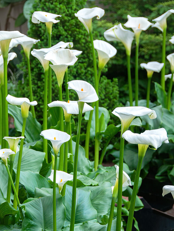 Klassisk stor vit kalla (Aethiopica)