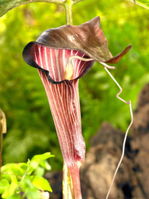 Kobrakalla (Arisaema)