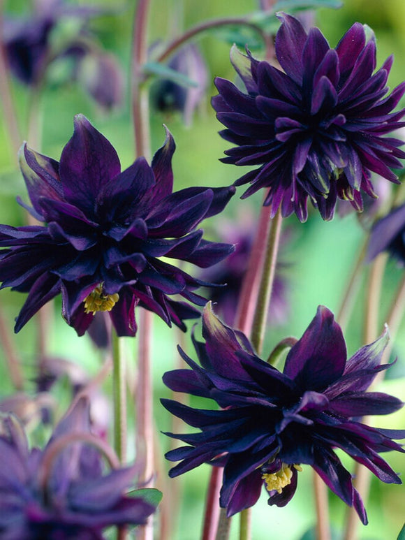 Söt, lättodlad perenn - en klassiker i torpträdgården. 'Black Barlow' får dramatiskt åskmolnslila, nickande blommor.