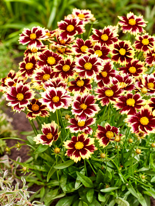 Coreopsis Solar Fancy