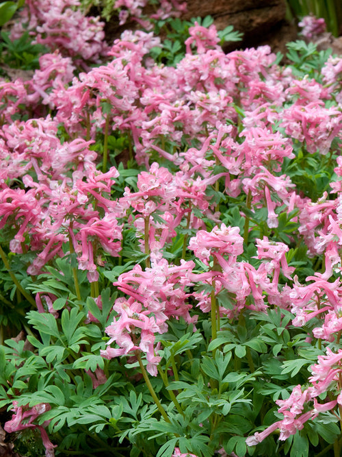 Corydalis Solida Beth Evans