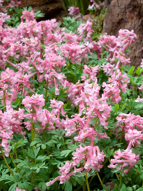 Corydalis solida ‘Beth Evans’ med ljusrosa blommor i skuggig trädgård