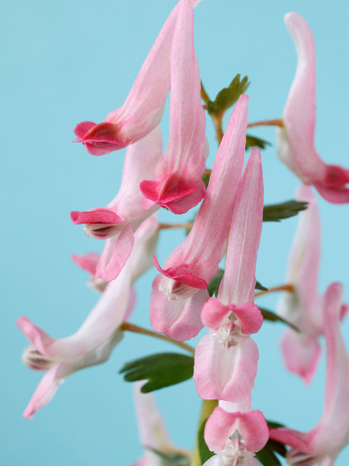 Närbild av Corydalis solida ‘Beth Evans’ rosa blommor och finflikigt bladverk