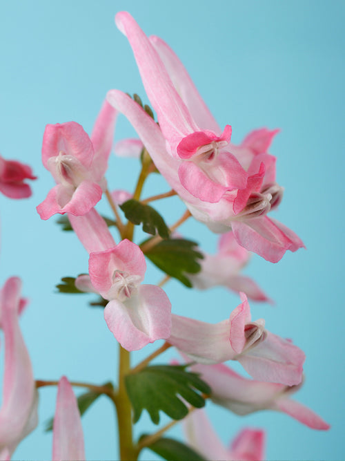 Corydalis solida ‘Beth Evans’ planterad under träd i woodland-miljö