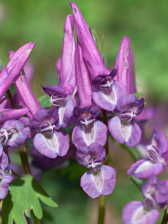 Närbild av Corydalis solida ‘Purple Bird’ intensiva lila blommor och finflikigt bladverk