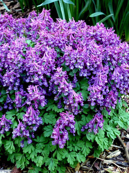 Corydalis solida ‘Purple Bird’ planterad i grupp i woodland-miljö