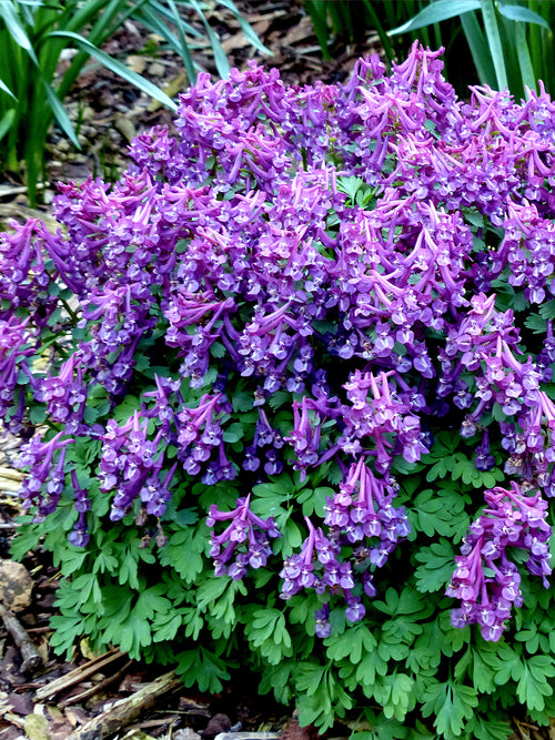 Corydalis solida ‘Purple Bird’ 