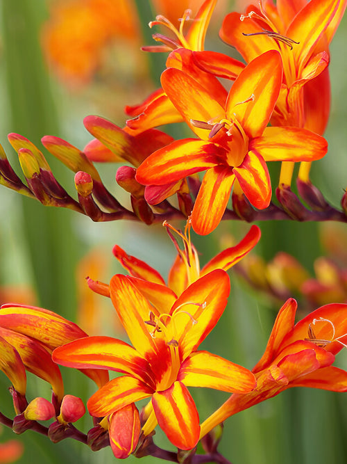 Köp Montbretia Firestars Firestarter från DutchGrown™ för vårleverans