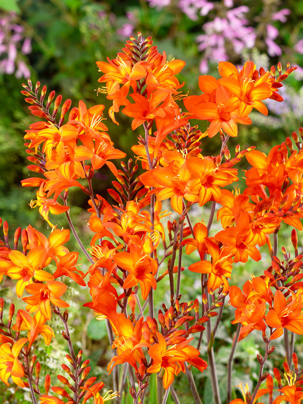 Crocosmia Peach Melba Montbretia DutchGrown crocosmia-peach-melba-montbretia-dutchgrown