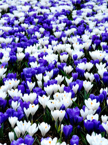 Krokus Blå & Vit Mix