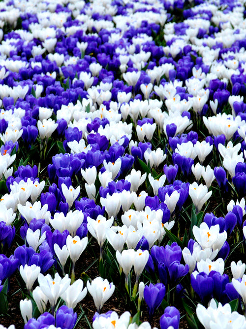 Krokus Blå & Vit Mix | DutchGrown™ | Blomsterlökar från Holland