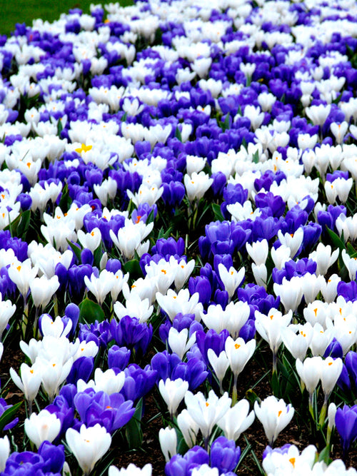 Krokus Blå & Vit Mix | DutchGrown™ | Blomsterlökar från Holland