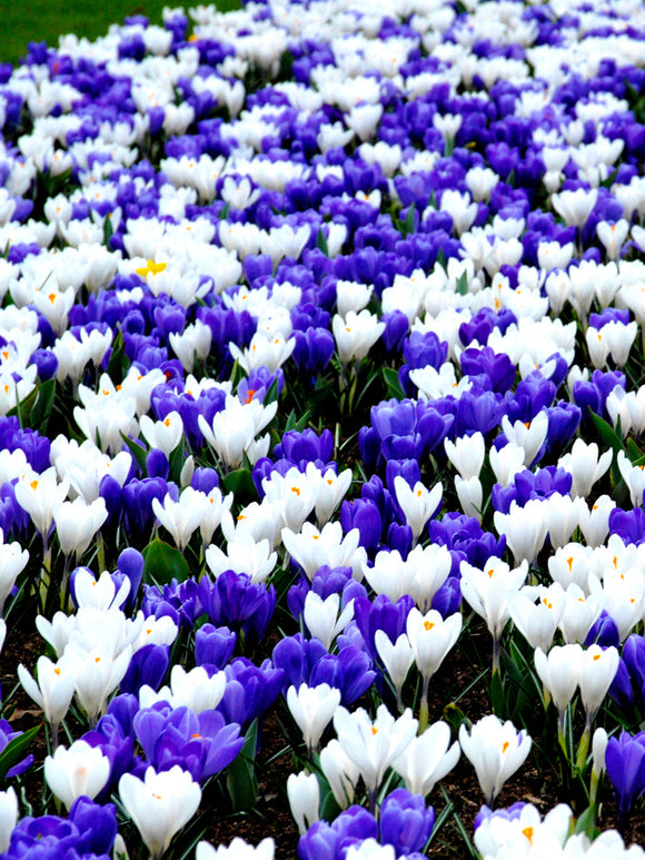 Krokus Blå & Vit Mix | DutchGrown™ | Blomsterlökar från Holland