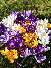 Krokus jumbo-mix