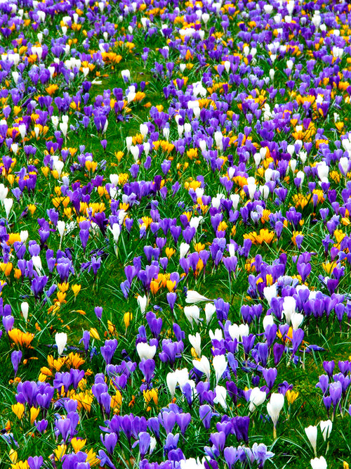 Krokus Jumbo-Mix | Krokuslökar från DutchGrown™
