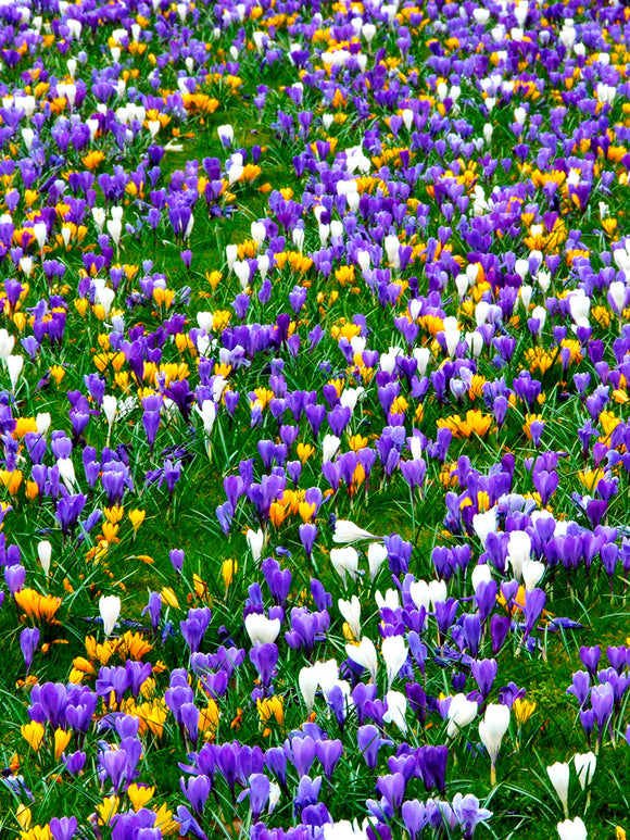 Krokus Jumbo-Mix | Krokuslökar från DutchGrown™