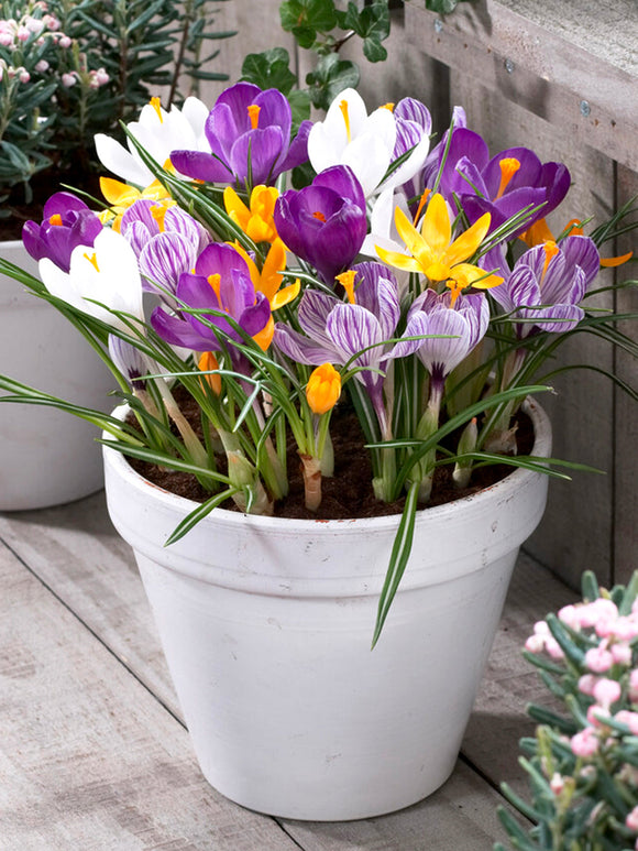 Krokus Jumbo-Mix från DutchGrown™