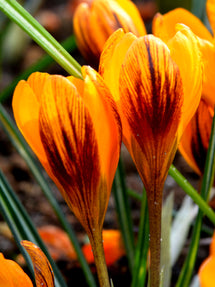 Krokus Orange Monarch