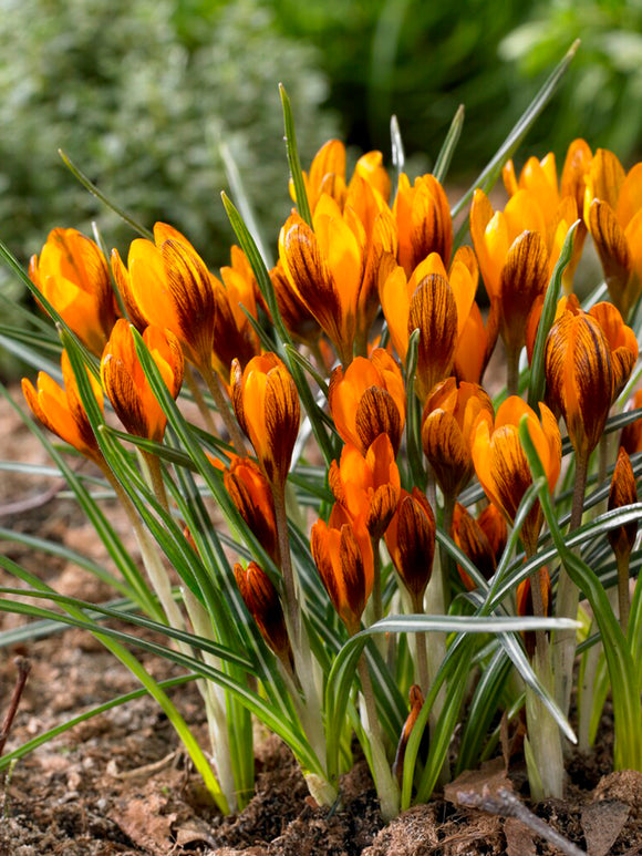 Krokus Orange Monarch | DutchGrown™