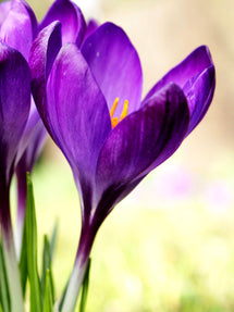 Krokus Remembrance