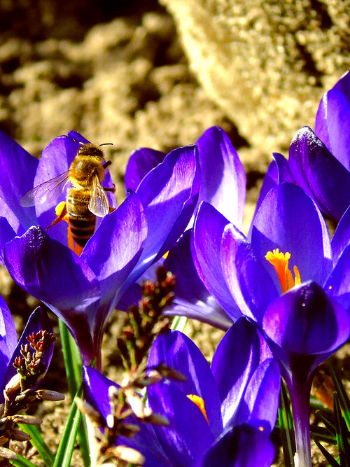 Köp Krokus Remembrance | Blomsterlökar från DutchGrown™