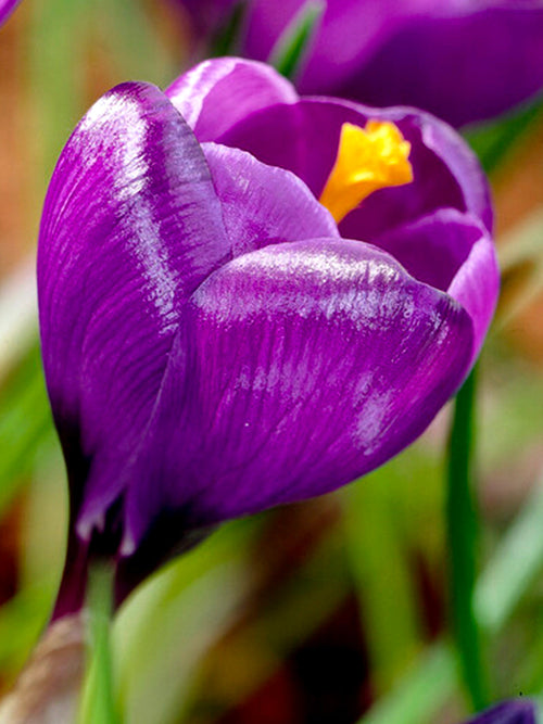 Köp Krokus Remembrance | Blomsterlökar från DutchGrown™
