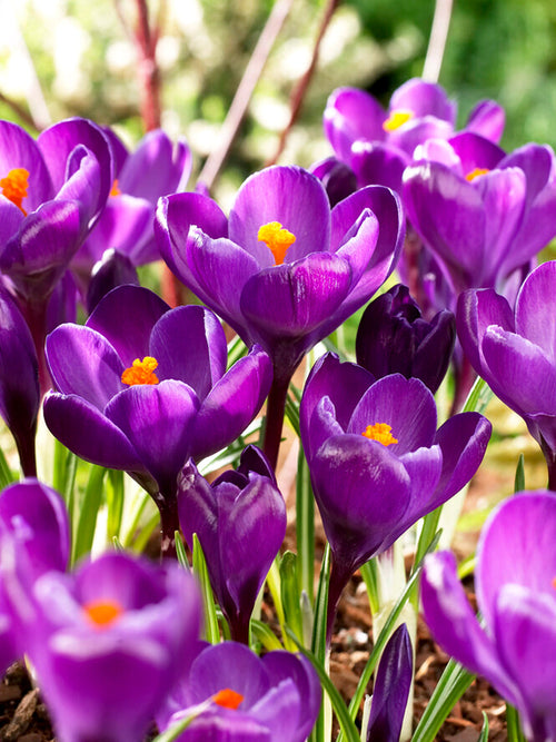 Köp Krokus Remembrance | Blomsterlökar från DutchGrown™