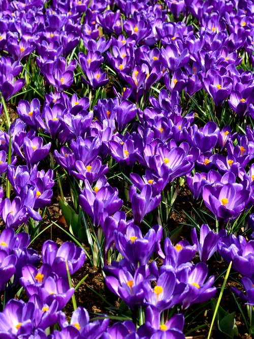 Köp Krokus Remembrance | Blomsterlökar från DutchGrown™