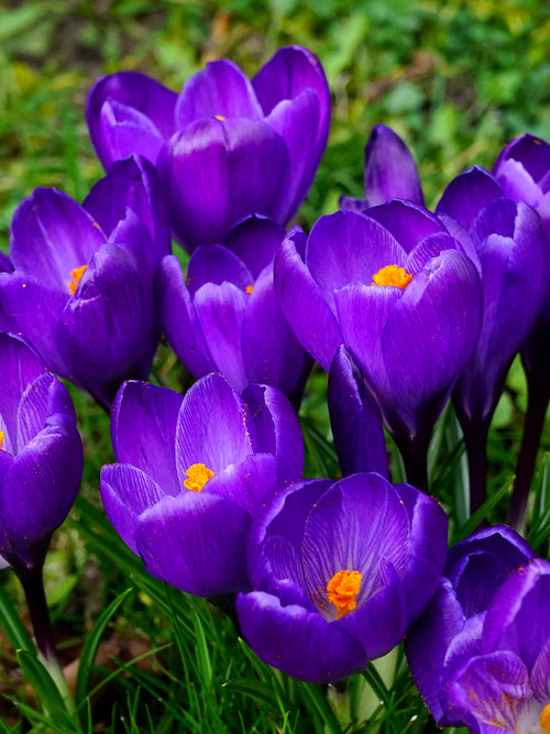 Krokus Remembrance | Blomsterlökar från DutchGrown™