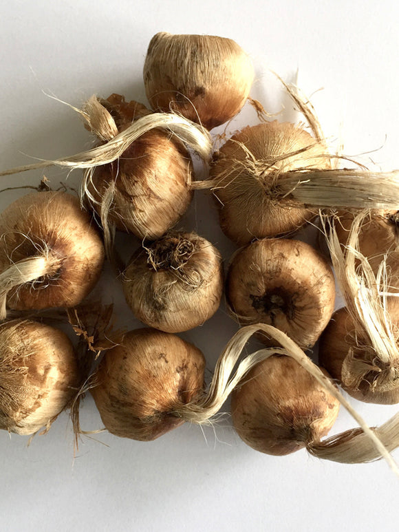 Crocus Sativus (saffranskrokus) från Holland hos DutchGrown™
