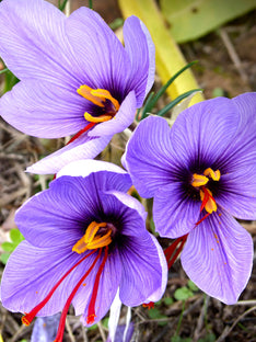 Crocus Sativus (saffranskrokus)
