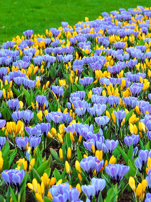 Köp Krokus Sempre Avanti Collection | DutchGrown™