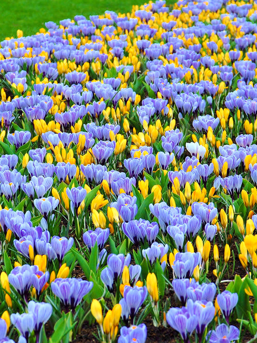 Köp Krokus Sempre Avanti Collection | DutchGrown™