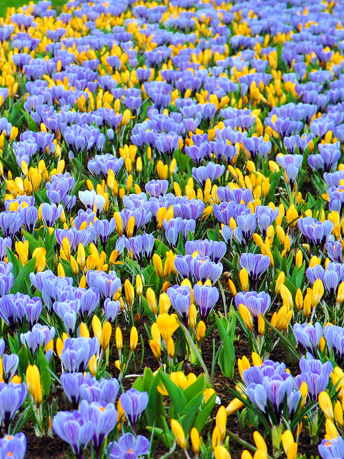 Köp Krokus Sempre Avanti Collection | DutchGrown™