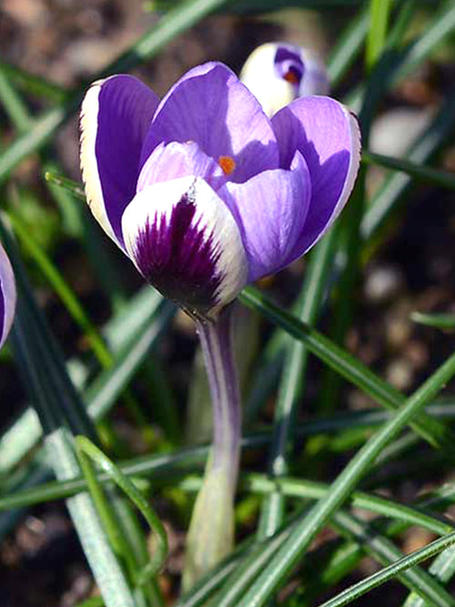 Krokus Spring Beauty | Blomsterlökar från DutchGrown™