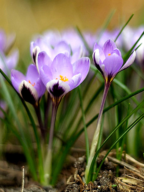 Köp Krokus Spring Beauty blomsterlökar från DutchGrown™