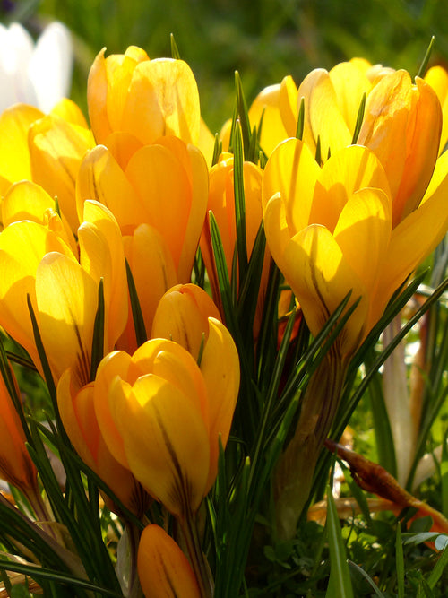 Köp Krokus Yellow | DutchGrown™ | Vi levererar överallt inom Sverige