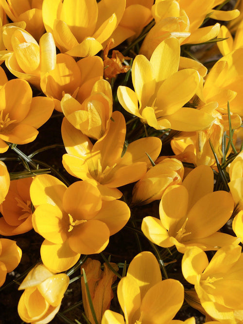 Köp Krokus Yellow | DutchGrown™ | Vi levererar överallt inom Sverige