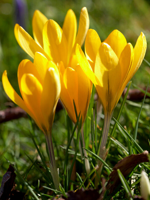 Köp Krokus Yellow | DutchGrown™ | Vi levererar överallt inom Sverige