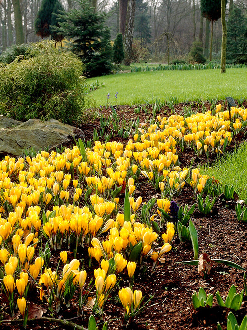 Krokus Yellow | DutchGrown™ | Vi levererar överallt inom Sverige