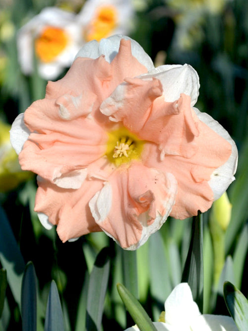 Påsklilja Aprikos Whirl | Köp Påsklilja Blomsterlökar från DutchGrown™