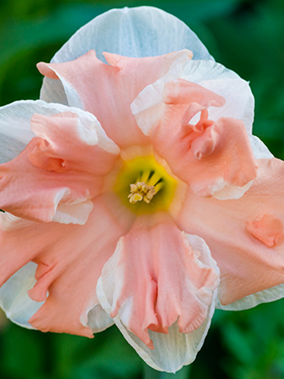Påsklilja Aprikos Whirl | Blomsterlökar från DutchGrown™