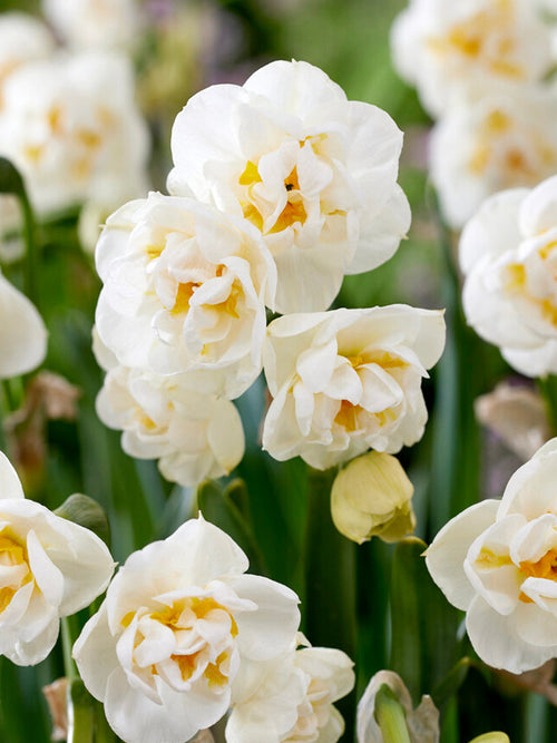 Köp Påsklilja Bridal Crown | Från Holland hos DutchGrown™