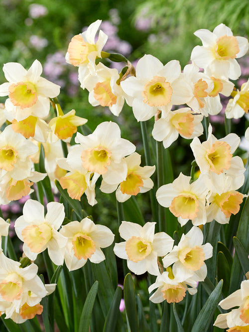 Liten påsklilja med korallrosa mitt